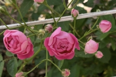 Screenshot-2025-05-26-at-5.36.26 PM-Large